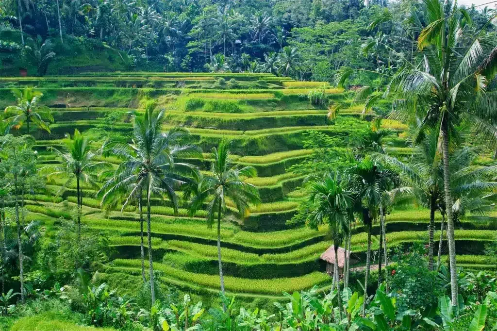 Wo kann man auf Bali übernachten? Die 7 besten Gegenden und Orte zum Übernachten 🇮🇩 38 Wo kann man auf Bali übernachten? Die 7 besten Gegenden und Orte zum Übernachten 🇮🇩 37