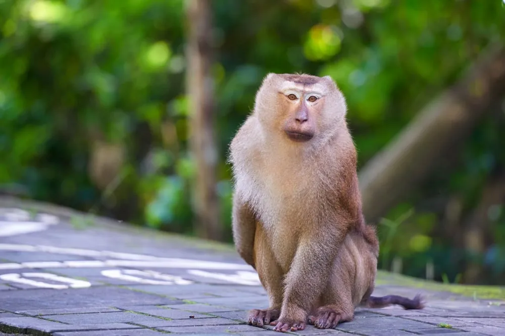 21 Best Things to Do in Phuket 🇹🇭 26 21 Best Things to Do in Phuket 🇹🇭 25