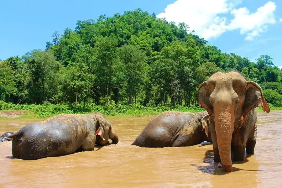 21 Best Things to Do in Phuket 🇹🇭 16 21 Best Things to Do in Phuket 🇹🇭 15